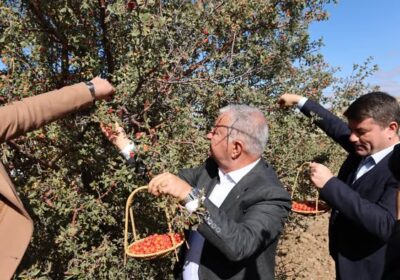 Vali Duru, Alıç Festivali’nde Hasat Coşkusuna Ortak Oldu