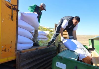Belediye, 500 Dönüm Arazide Arpa ve Buğday Yetiştiriyor, Ürünler İhtiyaç Sahiplerine Ulaştırılacak